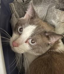 Shelter Stray Male Cat last seen , 1850 W 60th St, Los Angeles, CA 90047, USA