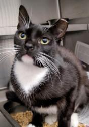 Shelter Stray Female Cat last seen , 1850 W 60th St, Los Angeles, CA 90047, USA