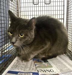 Shelter Stray Male Cat last seen , 1850 W 60th St, Los Angeles, CA 90047, USA