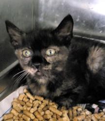 Shelter Stray Female Cat last seen , 1850 W 60th St, Los Angeles, CA 90047, USA