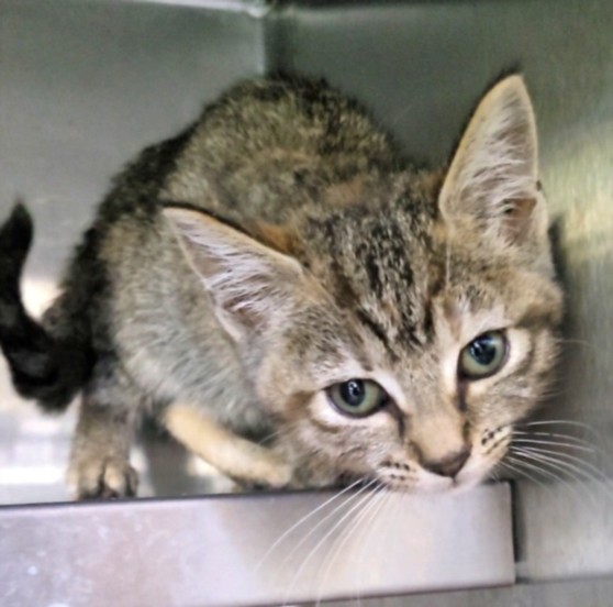 Shelter Stray Female Cat last seen , 1850 W 60th St, Los Angeles, CA 90047, USA