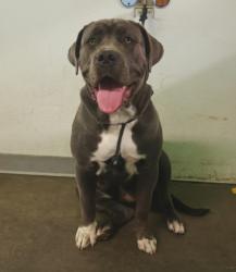 Shelter Stray Female Dog last seen , 1850 W 60th St, Los Angeles, CA 90047, USA