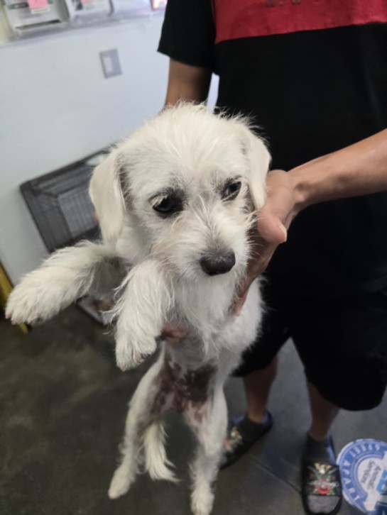 Shelter Stray Female Dog last seen , 1850 W 60th St, Los Angeles, CA 90047, USA