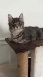 Reunited Male Cat last seen Near 33A St NW, Edmonton, AB T6T 1R4