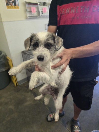 Shelter Stray Female Dog last seen , 1850 W 60th St, Los Angeles, CA 90047, USA