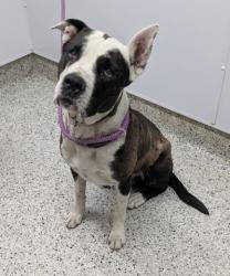 Shelter Stray Male Dog last seen Near BLOCK TREADWAY PL, DETROIT MI 48214, 7401 Chrysler Dr, Detroit, MI 48211, USA