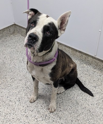 Shelter Stray Male Dog last seen Near BLOCK TREADWAY PL, DETROIT MI 48214, 7401 Chrysler Dr, Detroit, MI 48211, USA