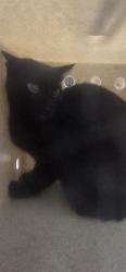 Shelter Stray Female Cat last seen HIDDEN CREEK PL/SF, 232 Eslinger Way, Sanford, FL 32773, USA