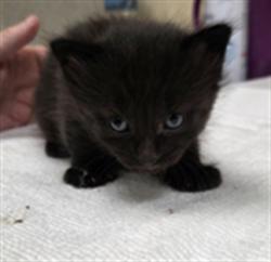 Shelter Stray Female Cat last seen HIDDEN CREEK PL/SF, 232 Eslinger Way, Sanford, FL 32773, USA