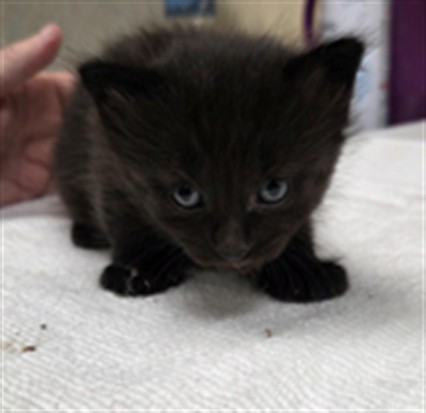 Shelter Stray Female Cat last seen HIDDEN CREEK PL/SF, 232 Eslinger Way, Sanford, FL 32773, USA