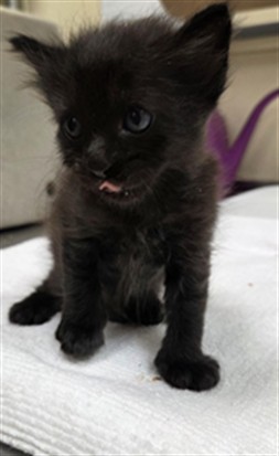 Shelter Stray Female Cat last seen HIDDEN CREEK PL/SF, 232 Eslinger Way, Sanford, FL 32773, USA