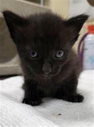 Shelter Stray Female Cat last seen HIDDEN CREEK PL/SF, 232 Eslinger Way, Sanford, FL 32773, USA