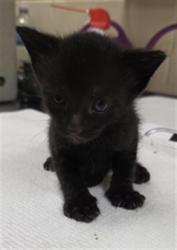 Shelter Stray Male Cat last seen HIDDEN CREEK PL/SF, 232 Eslinger Way, Sanford, FL 32773, USA