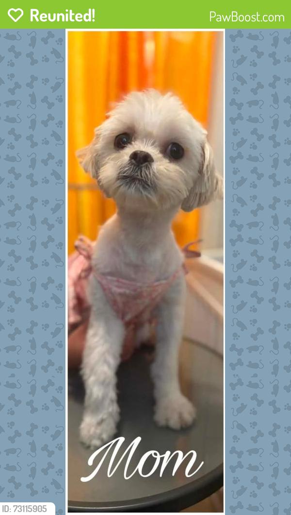 Reunited Female Dog last seen Marvine Street, Bethlehem, PA 18017