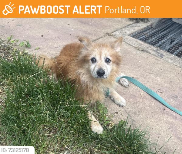 Found/Stray Male Dog last seen Se 174th Ave, Portland, OR 97236