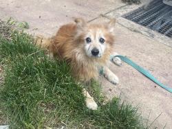 Found/Stray Male Dog last seen Se 174th Ave, Portland, OR 97236