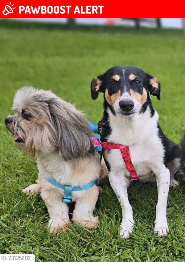 Lost Male Dog last seen Rua joinville, jardim aquarius 584, Jardim Aquarius, SC 88133-220