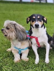 Lost Male Dog last seen Rua joinville, jardim aquarius 584, Jardim Aquarius, SC 88133-220