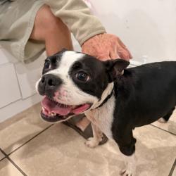 Found/Stray Female Dog last seen Near st North Miami 12 st, North Miami Beach, FL 33181