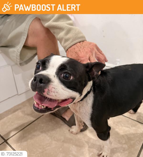 Found/Stray Female Dog last seen Near st North Miami 12 st, North Miami Beach, FL 33181