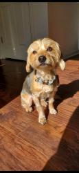 Reunited Female Dog last seen Pineburr rd Jamestown, Jamestown, NC 27282