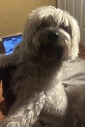 Reunited Female Dog last seen Near nw 14th pl Fort Lauderdale Florida 33311, Fort Lauderdale, FL 33301
