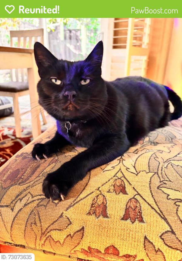 Reunited Male Cat last seen Brighton Ln, Redwood City, CA 94061, USA, Redwood City, CA 94061