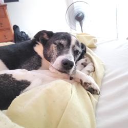 Lost Female Dog last seen Cambridge Commons, Charlotte, NC 28215