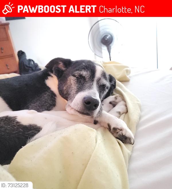 Lost Female Dog last seen Cambridge Commons, Charlotte, NC 28215
