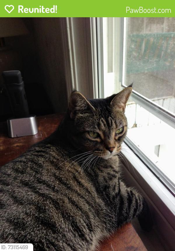 Reunited Female Cat last seen 34th TERRACE & MONROE, Kansas City, MO 64117