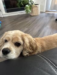 Reunited Female Dog last seen Grovetown, Grovetown, GA 30813