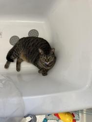 Reunited Female Cat last seen Ida Court & Christy Drive, Greenwood, IN 46143