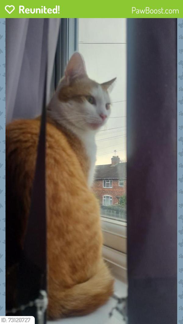 Reunited Male Cat last seen May street, bloxwich, Bloxwich, England WS3 2AX