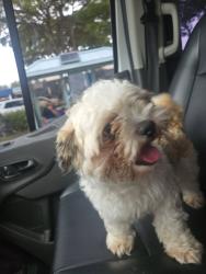 Reunited Male Dog last seen SE 3rd Ave and SE 6th St, Delray Beach, FL, Delray Beach, FL 33447