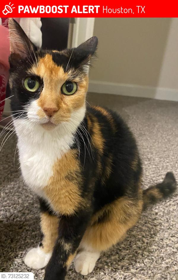Lost Female Cat last seen Around Fonmeadow Drive and Fondren, Houston, TX 77035