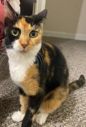 Lost Female Cat last seen Around Fonmeadow Drive and Fondren, Houston, TX 77035