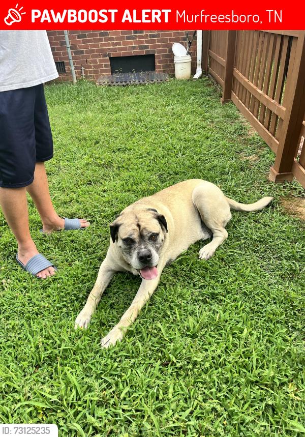 Lost Male Dog last seen South Church St, Murfreesboro, TN, Murfreesboro, TN 37127