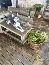 Found/Stray Female Dog last seen Crestway, Live Oak, TX 78233