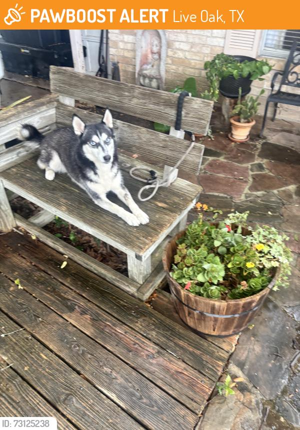 Found/Stray Female Dog last seen Crestway, Live Oak, TX 78233