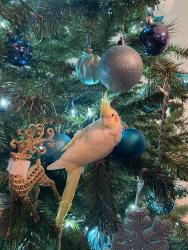 Lost Female Bird last seen near Grapeland Park., Miami, FL 33126