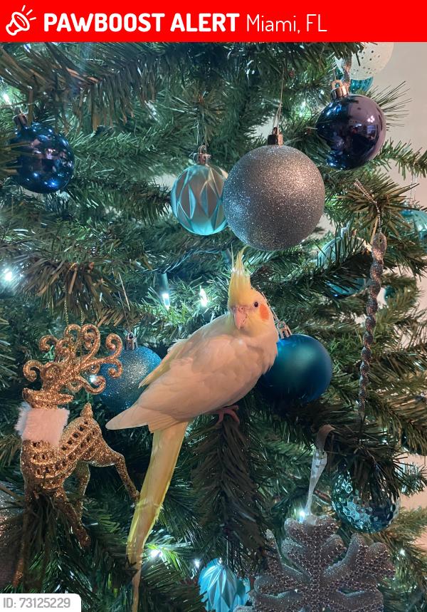 Lost Female Bird last seen near Grapeland Park., Miami, FL 33126