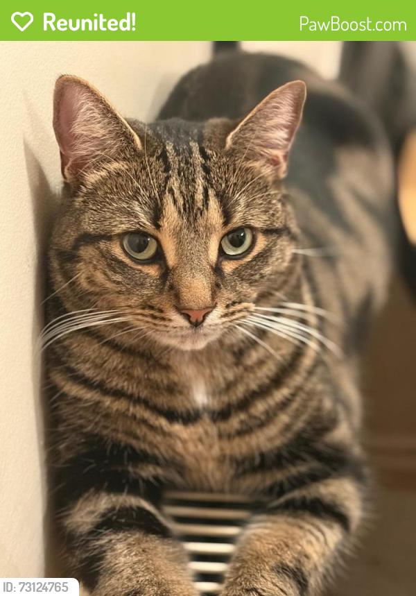 Reunited Female Cat last seen Felipe road, Chafford Hundred, England RM16 6NE