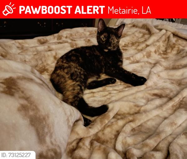 Lost Female Cat last seen Near Lake Como. Metairie, Metairie, LA 70006