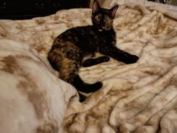 Lost Female Cat last seen Near Lake Como. Metairie, Metairie, LA 70006
