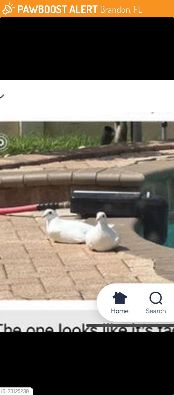 Found/Stray Unknown Bird last seen Sterling Ranch on Providence, Brandon, FL 33511