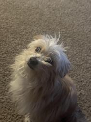Reunited Female Dog last seen Flores st and Zamora st, Beasley, TX 77417