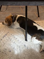 Found/Stray Male Dog last seen 82nd & Iola, Lubbock, TX 79424