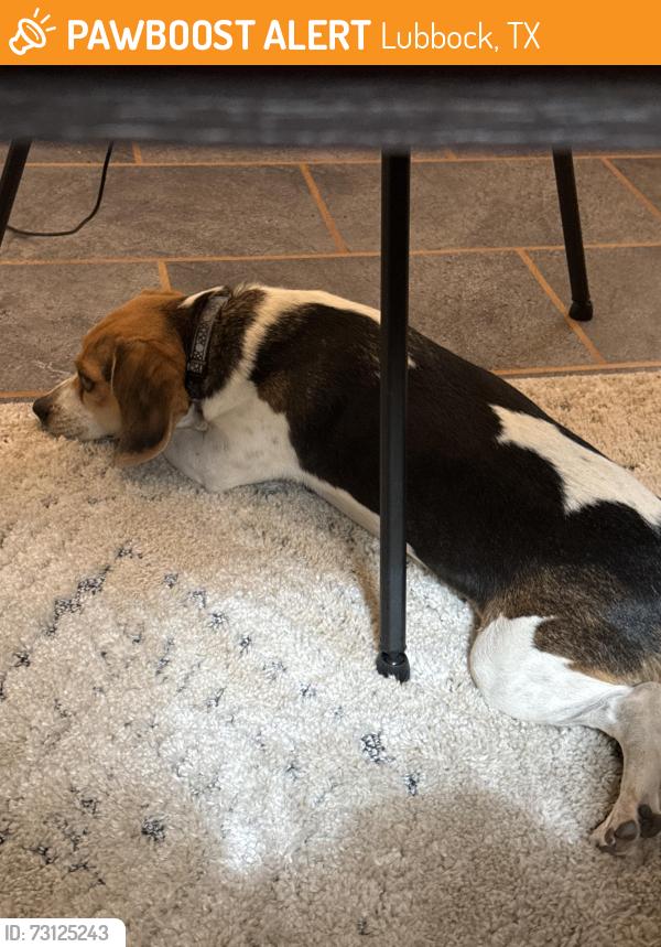 Found/Stray Male Dog last seen 82nd & Iola, Lubbock, TX 79424