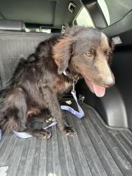 Found/Stray Female Dog last seen Florida Rd and South Brown Avenue, Brownsville, TX 78520