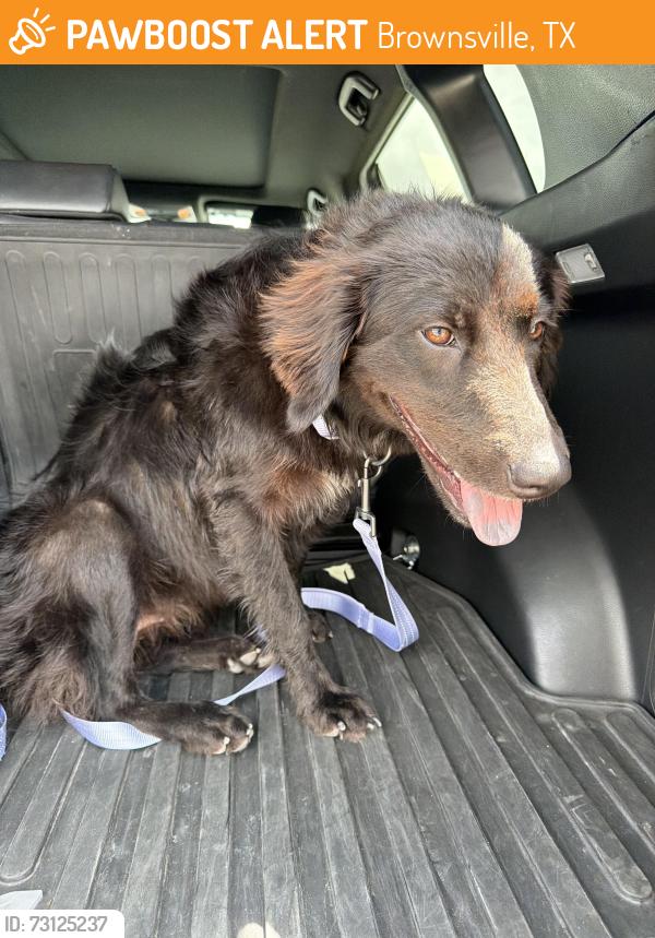 Found/Stray Female Dog last seen Florida Rd and South Brown Avenue, Brownsville, TX 78520